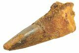 Fossil Spinosaurus Tooth - Real Dinosaur Tooth #297343-1